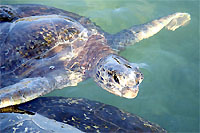 Черепахи. Большие морские черепахи в воде. Старые черепашьи панцыри.
