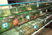 Аквариумы в магазин для продажи морских животных. Специальные аквариумы для морских обитателей.