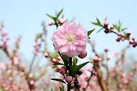 Красывые цветы. Фотография Японской сакуры в цветении. Цветение деревьев. Деревья в цвету. Скачать.