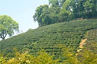 Чайные плантации. Чай Лунцзин (Колодец Дракона)