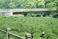Чайные плантации Ханчжоу в округе озера Сиху