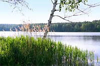 Виды природы. Киевские турбазы. Живописные места. Фотографии леса и озера под Киевом. Береза и камыш