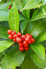   - Sarcandra glabra, 